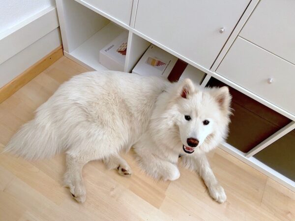 Samojede Therapiehund